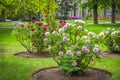 View of beautiful garden with green lawn and blooming tree peonies