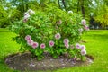 View of beautiful garden with green lawn and blooming tree peonies - Paeonia suffruticosa