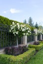 View of a beautiful garden with white roses Royalty Free Stock Photo