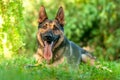 View on a german shepherd dog lying on the green grass Royalty Free Stock Photo