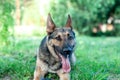 View on a german shepherd dog sitting on the green grass Royalty Free Stock Photo