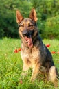 View on a german shepherd dog sitting on the green grass Royalty Free Stock Photo