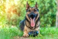 View on a german shepherd dog sitting on the green grass Royalty Free Stock Photo