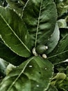View of beautiful green lemon leaves Royalty Free Stock Photo