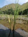 A view of the beautiful hills of rice