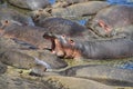 View of beautiful hippos resting in a lake on a sunny day