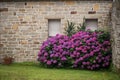 beautiful hortensias in front of the brittany house Royalty Free Stock Photo