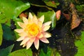 Water lily in a pond Kingsnorth Gardens Folkestone England Royalty Free Stock Photo