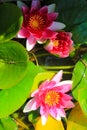 Beautiful water lily in a pond Folkestone England Royalty Free Stock Photo