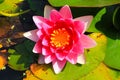 Beautiful water lily in a pond Folkestone England Royalty Free Stock Photo