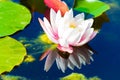 Water lily in a pond Royalty Free Stock Photo