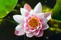 Water lily in a pond Royalty Free Stock Photo