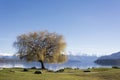 View on beautiful lake Wanaka, Otaga Region, New Zealand in late winter, early spring. The air is crisp, the water is cold Royalty Free Stock Photo