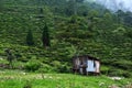 view of the Beautiful Landscape tea plantation in the hills of Darjeeling, India, Nature background