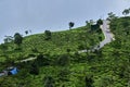 view of the Beautiful Landscape tea plantation in the hills of Darjiling, India, Nature background Royalty Free Stock Photo