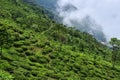 view of the Beautiful Landscape tea plantation in the hills of Darjiling, India, Nature background Royalty Free Stock Photo