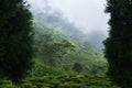 view of the Beautiful Landscape tea plantation in the hills of Darjiling, India, Nature background Royalty Free Stock Photo