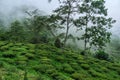 view of the Beautiful Landscape tea plantation in the hills of Darjiling, India, Nature background Royalty Free Stock Photo