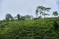 view of the Beautiful Landscape tea plantation in the hills of Darjiling, India, Nature background Royalty Free Stock Photo