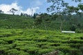 view of the Beautiful Landscape tea plantation in the hills of Darjiling, India, Nature background Royalty Free Stock Photo