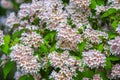 View of beautiful Linnaea amabilis or Kolkwitzia amabilis blooming bush