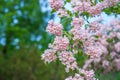 View of beautiful Linnaea amabilis or Kolkwitzia amabilis blooming bush