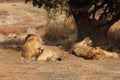 View of beautiful lions relaxing in a field with dry grass during sunrise