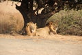 View of beautiful lions relaxing in a field with dry grass during sunrise