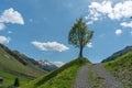 Lone tree on the side of a gravel country lane with blue sky and moutain landscape behind Royalty Free Stock Photo