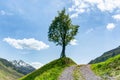 Lone tree on the side of a gravel country lane with blue sky and moutain landscape behind Royalty Free Stock Photo