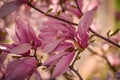 Magnolia Blossoms on a Bright Spring Day Royalty Free Stock Photo