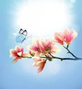 View of beautiful magnolia and butterfly with blue sky background. Spring and summer concept Royalty Free Stock Photo