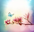 View of beautiful magnolia and butterfly with blue sky background. Spring and summer concept Royalty Free Stock Photo
