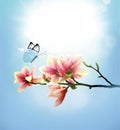 View of beautiful magnolia and butterfly with blue sky background. Spring and summer concept Royalty Free Stock Photo