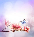 View of beautiful magnolia and butterfly with pink sky background. Spring and summer concept Royalty Free Stock Photo