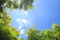 View beautiful nature of green tree branches on blue sky have copy space, look warm and fresh Royalty Free Stock Photo