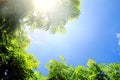 View of beautiful nature of green tree branches on blue sky with sun light have copy space Royalty Free Stock Photo