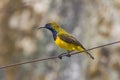 View of a beautiful olive backed sunbird in nature