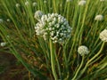 Large flower head of the edible onion Allium cepa isolated against a green background Royalty Free Stock Photo