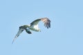 View of a beautiful osprey flying after a fresh catch in a blue sky