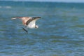 View of a beautiful osprey flying after a fresh catch over the sea