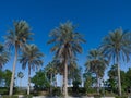View of beautiful Palm Trees around the Sunny Blue Skies | Tropical Vacation in Dubai | Palm tree on the background Royalty Free Stock Photo