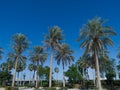 View of beautiful Palm Trees around the Sunny Blue Skies | Tropical Vacation in Dubai | Palm tree on the background Royalty Free Stock Photo