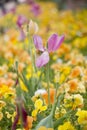 beautiful patch of flowers