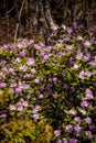 Pink Azalea Flower - Cumberland Gap National Historical Park - Kentucky Royalty Free Stock Photo