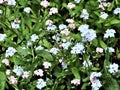 View of beautiful pink and blue forget me not flowers Royalty Free Stock Photo