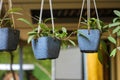 View at beautiful plants in the hanging flowerpots indoors