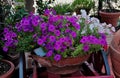 View of the beautiful purple flowers in a flowerbox captured in Tuscany, Italy Royalty Free Stock Photo