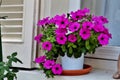 View of the beautiful purple flowers in a flowerbox captured in Tuscany, Italy Royalty Free Stock Photo
