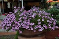 View of the beautiful purple flowers in a flowerbox captured in Tuscany, Italy Royalty Free Stock Photo